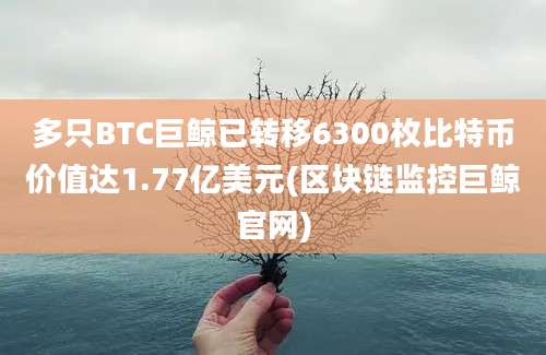 多只BTC巨鲸已转移6300枚比特币价值达1.77亿美元(区块链监控巨鲸官网)