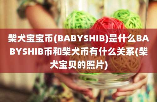 柴犬宝宝币(BABYSHIB)是什么BABYSHIB币和柴犬币有什么关系(柴犬宝贝的照片)