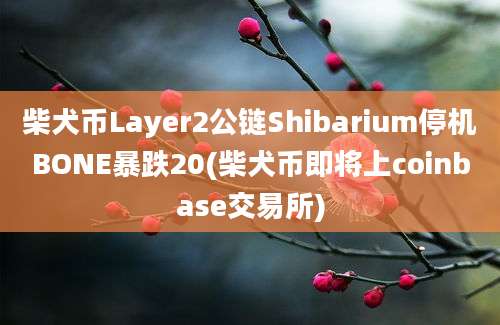 柴犬币Layer2公链Shibarium停机BONE暴跌20(柴犬币即将上coinbase交易所)