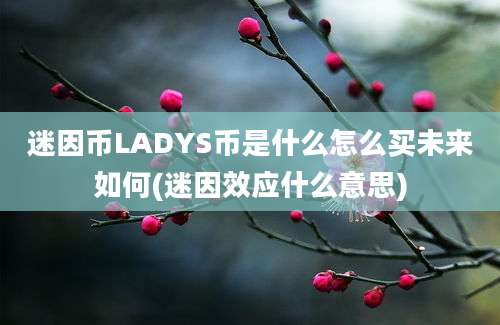 迷因币LADYS币是什么怎么买未来如何(迷因效应什么意思)