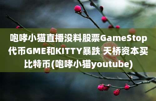 咆哮小猫直播没料股票GameStop代币GME和KITTY暴跌 天桥资本买比特币(咆哮小猫youtube)